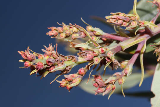 Image of Comarostaphylis arbutoides Lindl.