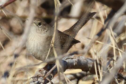 Image of Troglodytes aedon parkmanii Audubon 1839