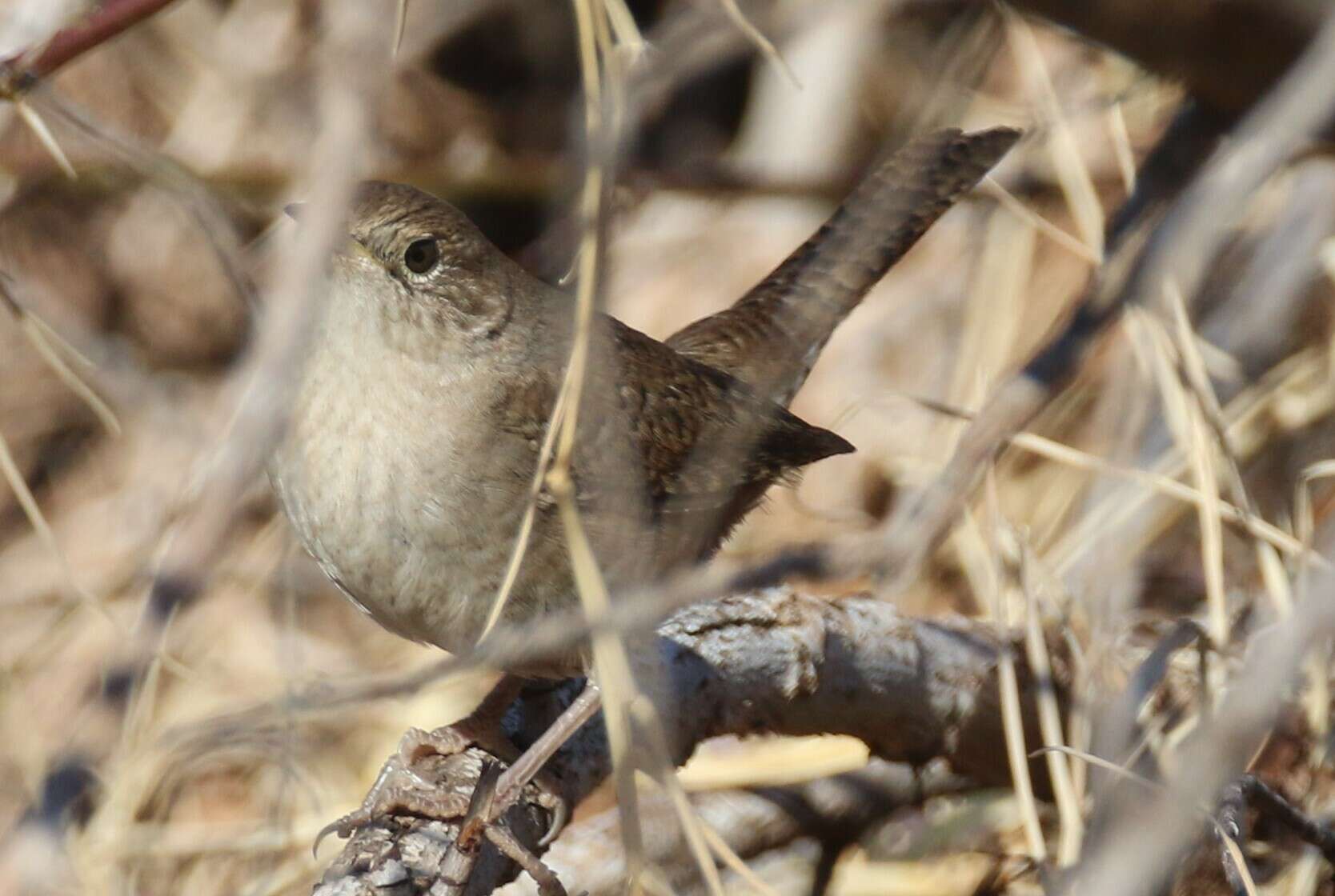 Слика од Troglodytes aedon parkmanii Audubon 1839