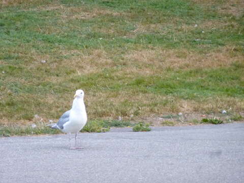 Image of Glaucous-winged Gull