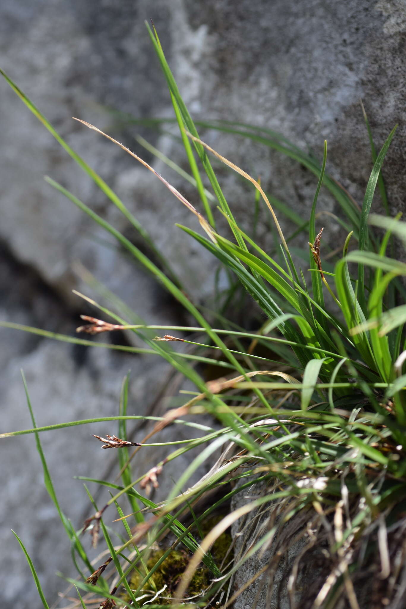 Image of Carex ornithopoda Willd.