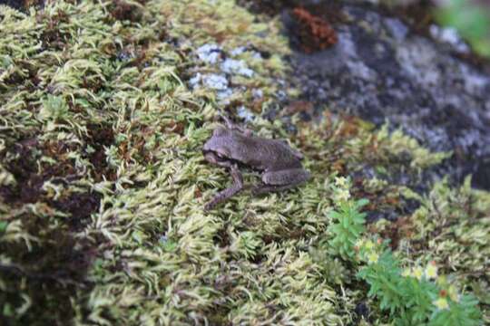 Image of Sarcohyla Duellman, Marion & Hedges 2016