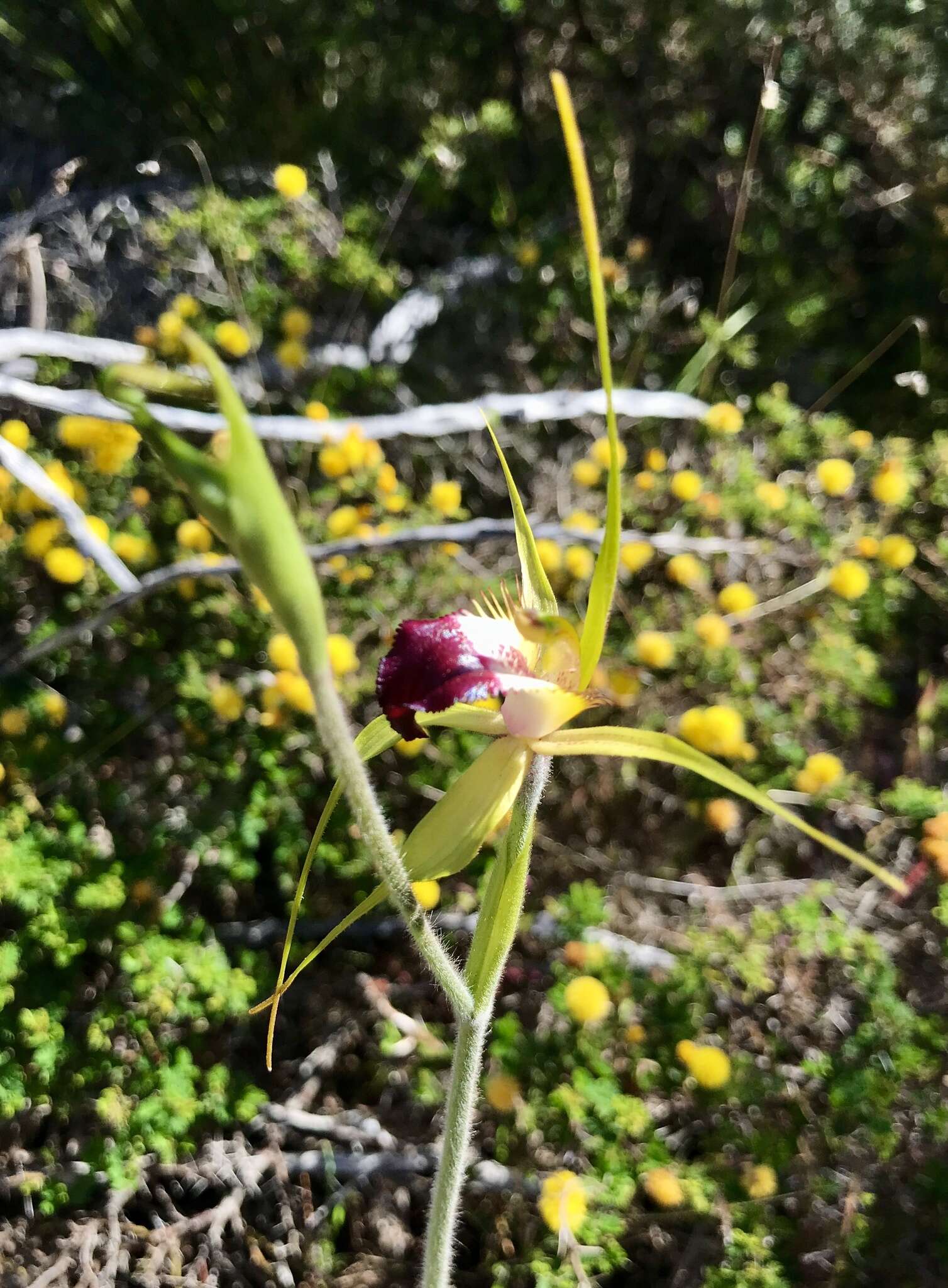 Image of Funnel-web spider orchid