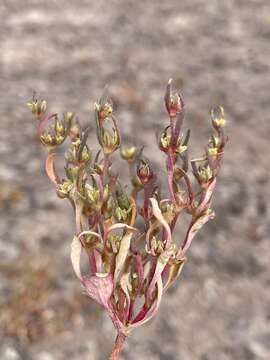 Image of salty buckwheat