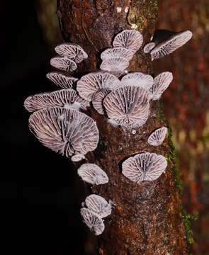 Image of Resupinatus cinerascens (Cleland) Grgur. 1997