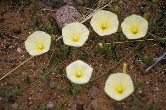 Imagem de Convolvulus supinus Coss. & Kral.