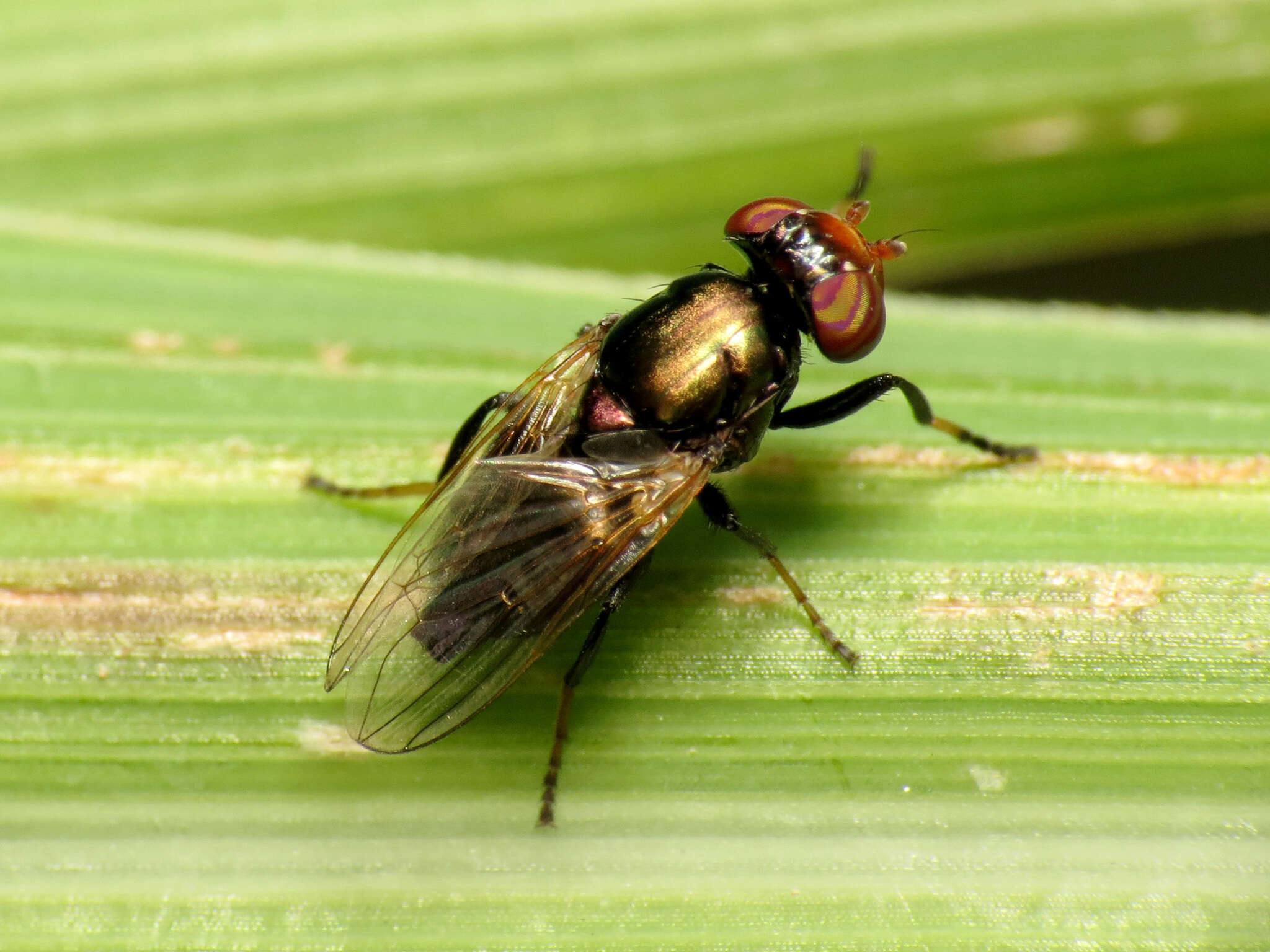 Image of Physiphora alceae (Preyssler 1791)