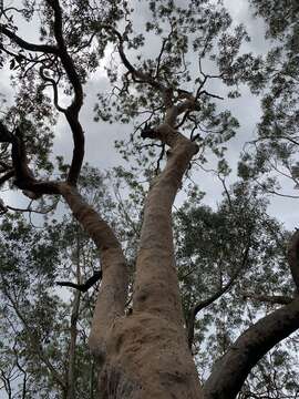 Imagem de Angophora costata (Gaertner) Britton