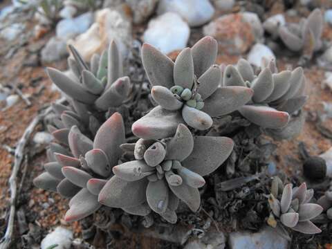 Image of Crassula namaquensis Schönl. & Baker fil.