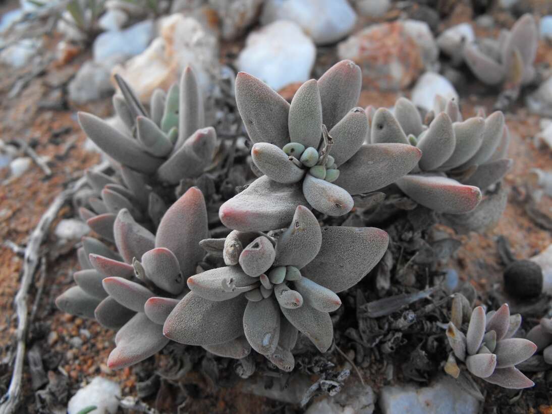 Crassula namaquensis subsp. namaquensis resmi