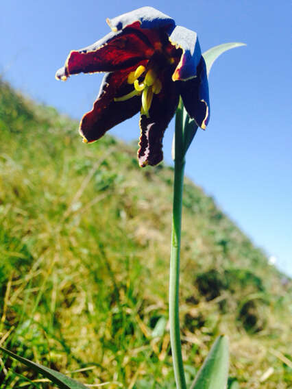 Image of checker lily