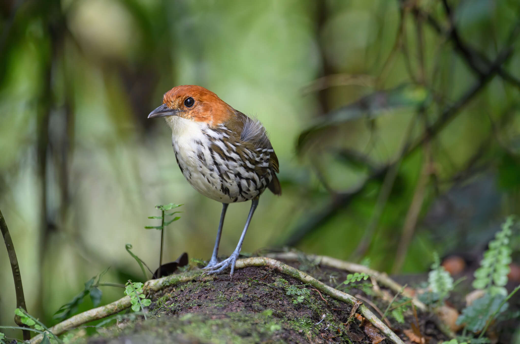 Image of Chestnut-crowned Antpitta