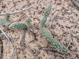 Image of Panhandle Prickly-pear