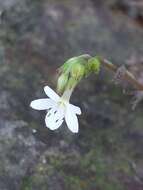 Image of Myosotis lytteltonensis (Laing & A. Wall) de Lange