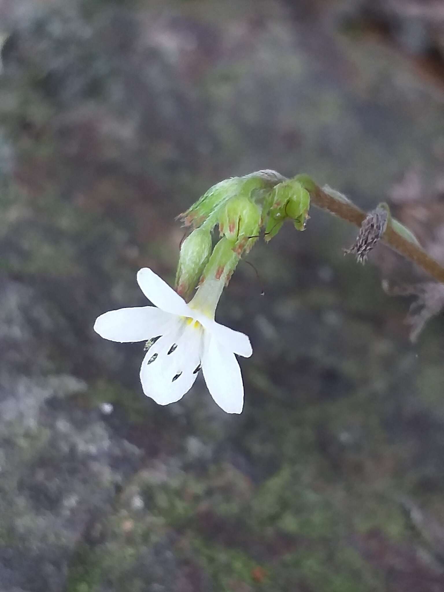 Imagem de Myosotis lytteltonensis (Laing & A. Wall) de Lange