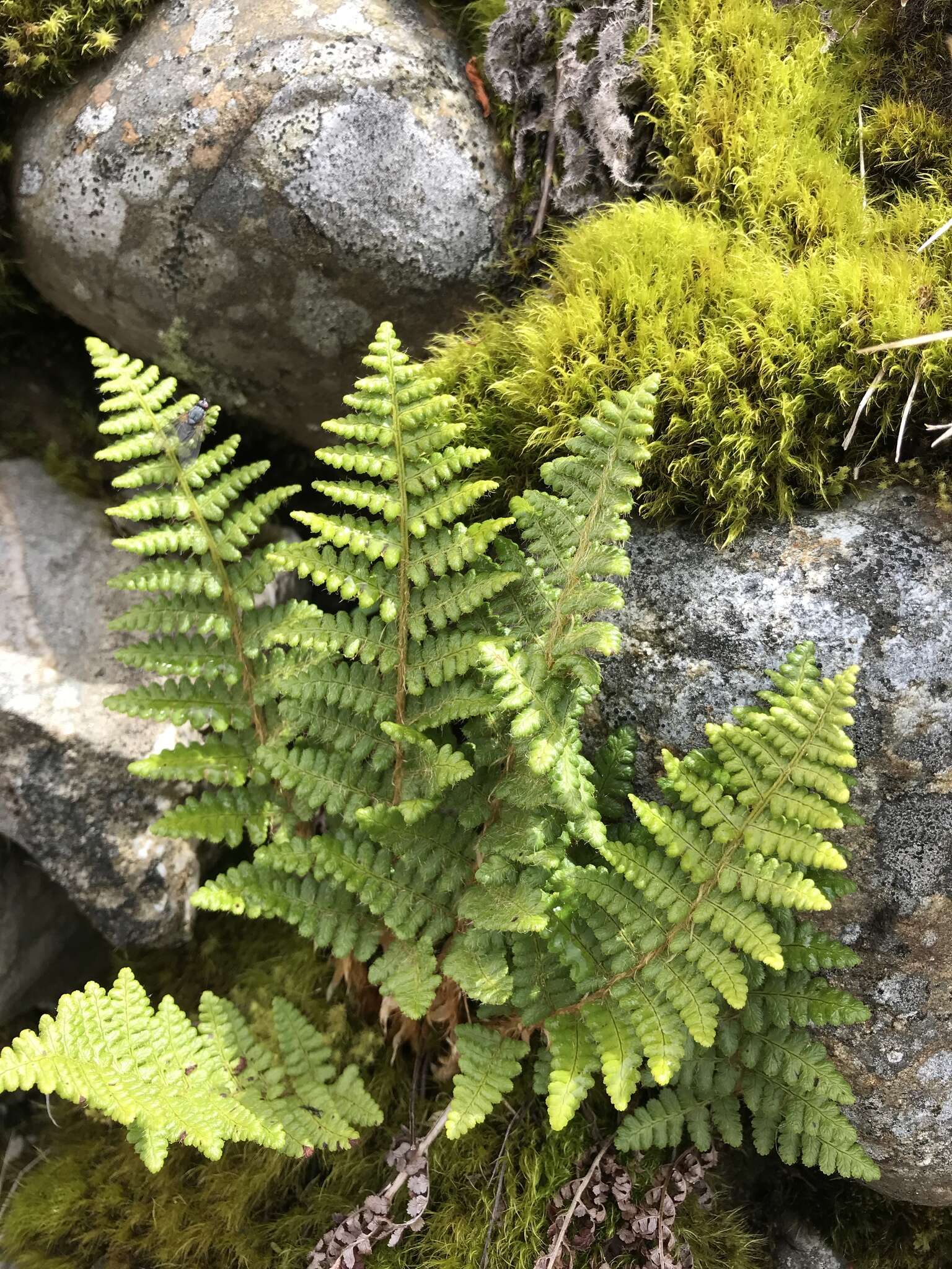 Image of Dryopteris komarovii Kossinsky