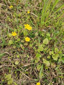 Image of Japanese nipplewort