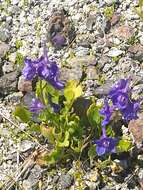 Image of Swamp Larkspur