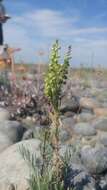 Imagem de Artemisia campestris subsp. borealis (Pall.) H. M. Hall & Clem.