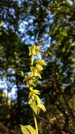 Image of Epipactis persica (Soó) Hausskn. ex Nannf.