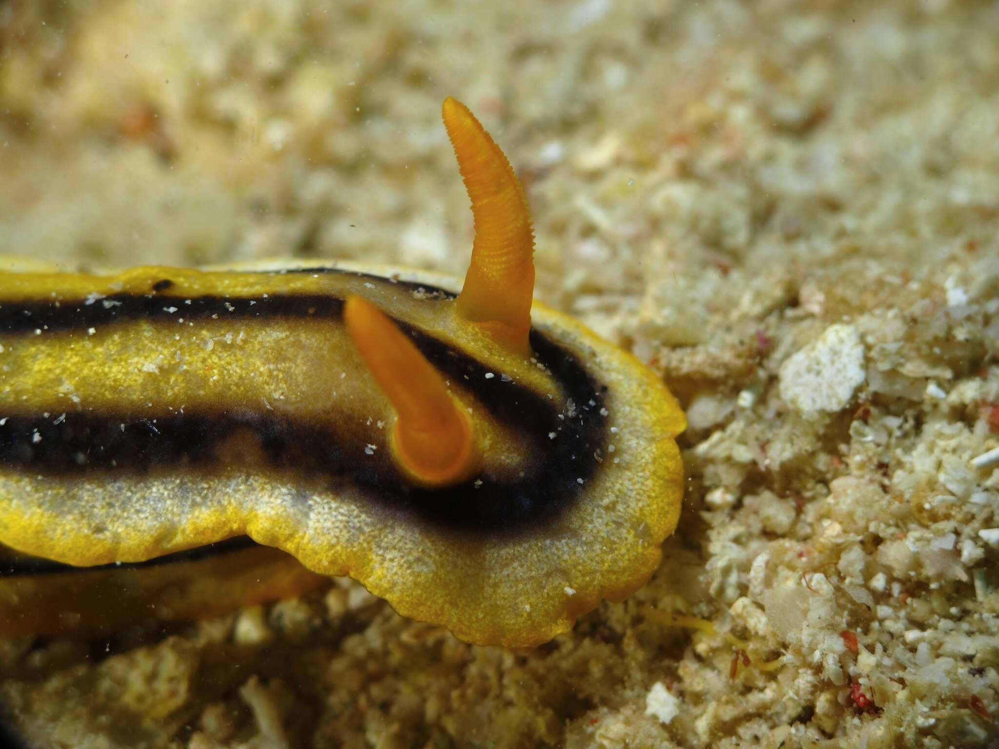 Image of Chromodoris joshi Gosliner & Behrens 1998