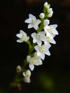 Image of narrow helmet orchid