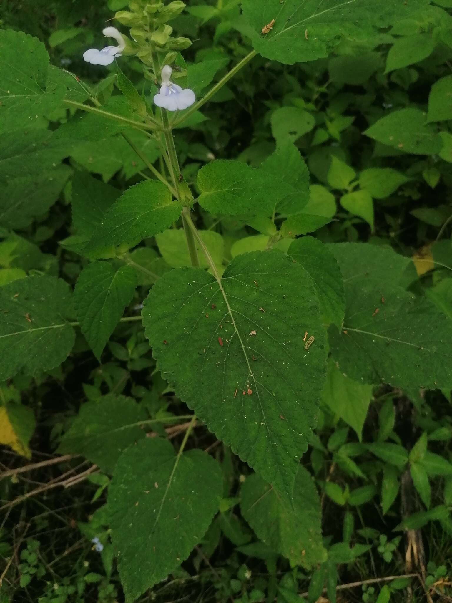 Image of Salvia herbacea Benth.