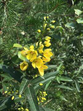 Image of Lysimachia davurica Ledeb.