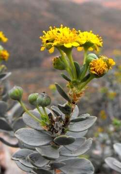 Image de Euryops lateriflorus (L. fil.) Less.