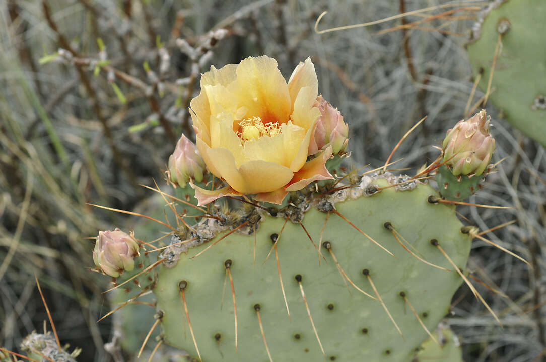 Opuntia azurea var. discolor的圖片