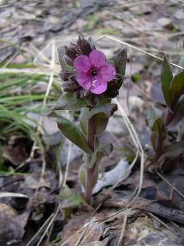 Image of Pulmonaria obscura Dumort.