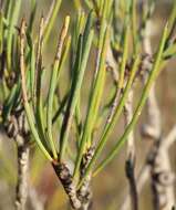 صورة Melaleuca protumida Craven & R. D. Edwards