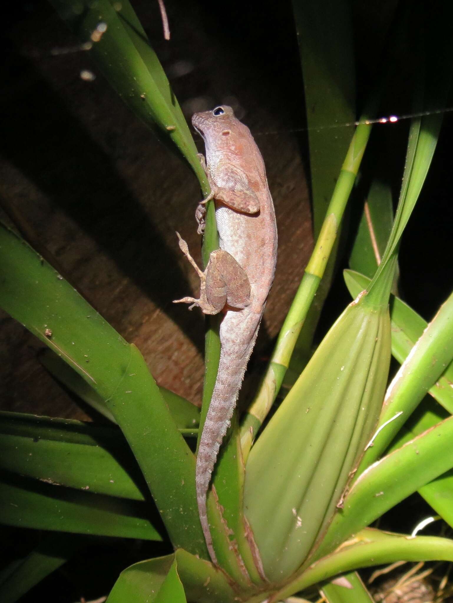 Image of Puerto Rican Crested Anole