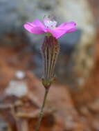 Imagem de Silene colorata subsp. colorata