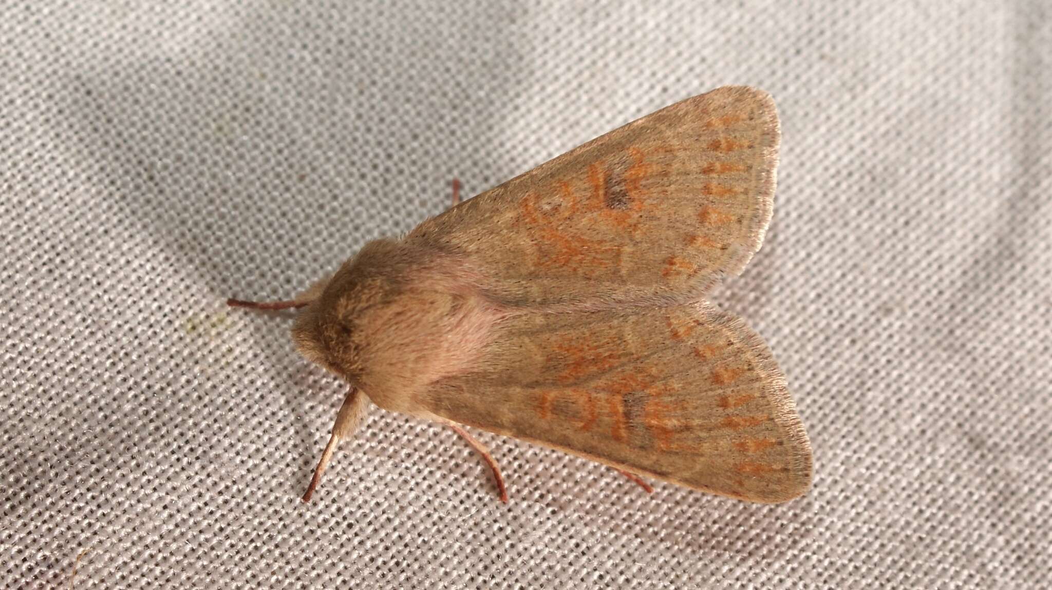 Image of blossom underwing