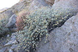 Image of Utah butterflybush