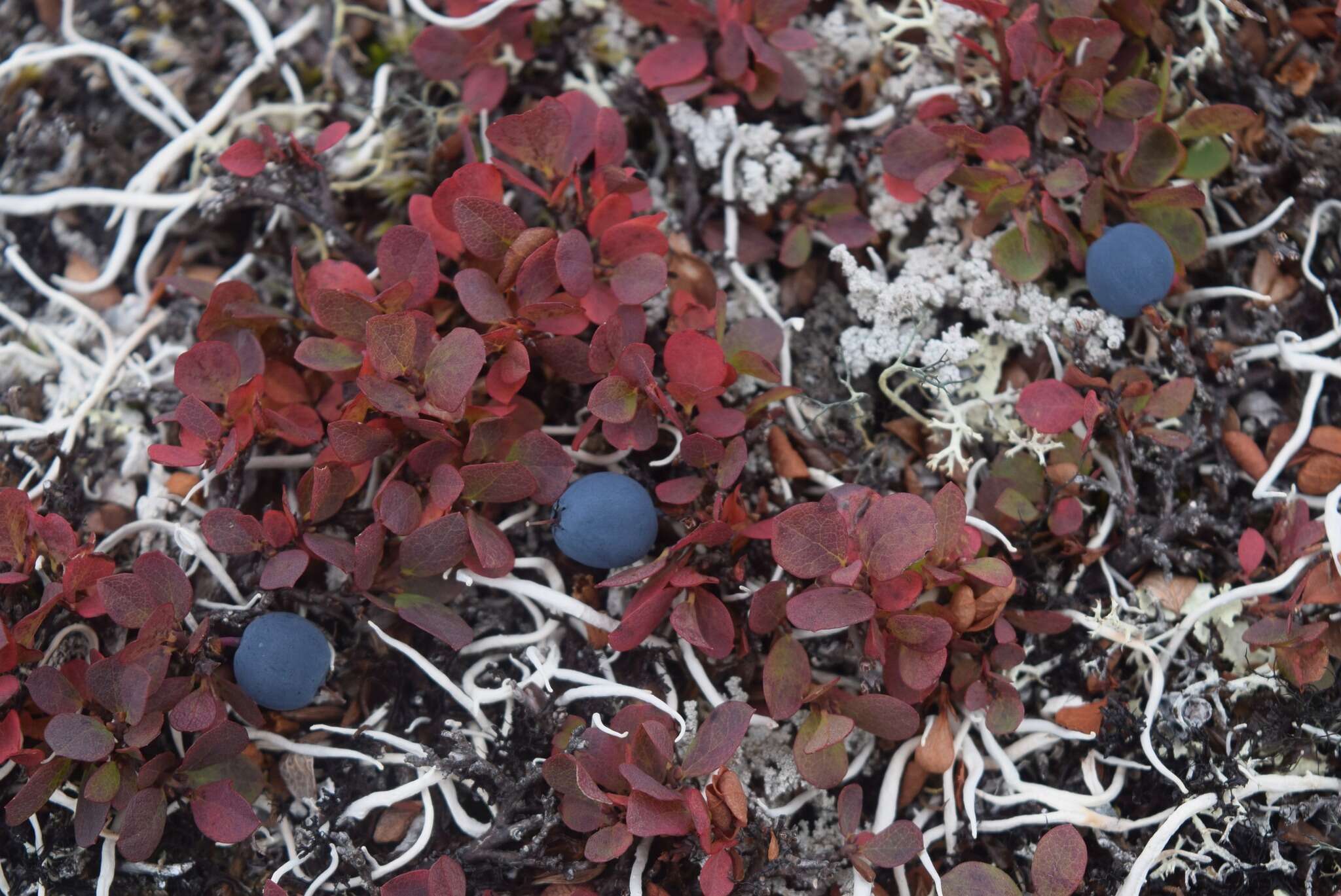 Image of alpine bilberry