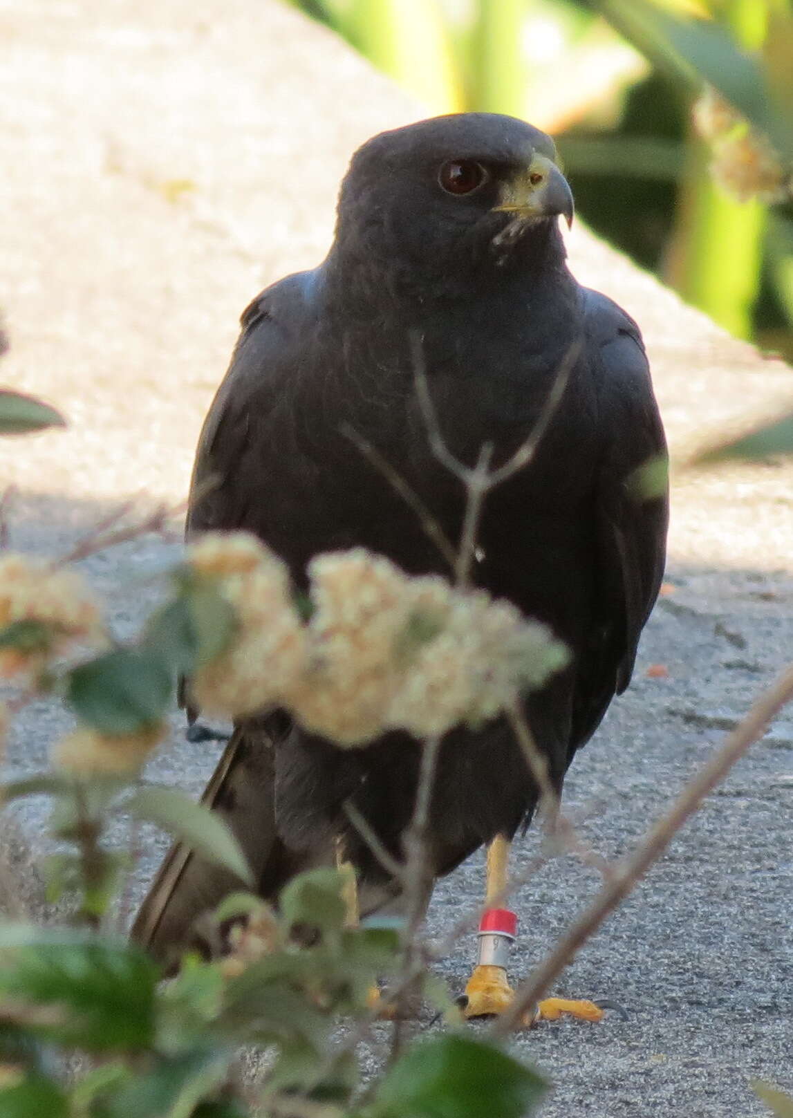 Imagem de Accipiter melanoleucus melanoleucus Smith & A 1830