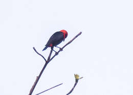 Слика од Malimbus scutatus (Cassin 1849)