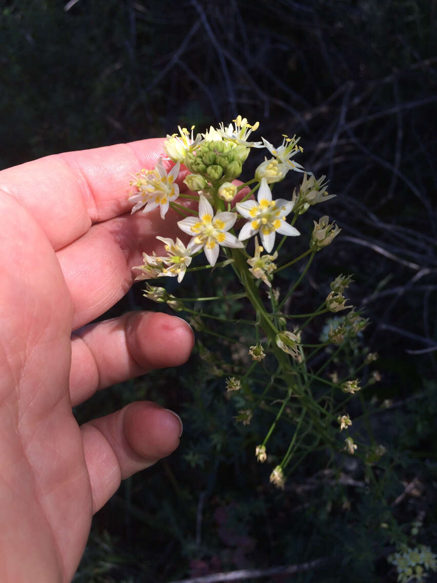 Image of common star lily