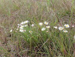 Image of Minuria leptophylla DC.