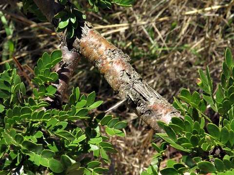 Plancia ëd Vachellia swazica (Burtt Davy) Kyal. & Boatwr.