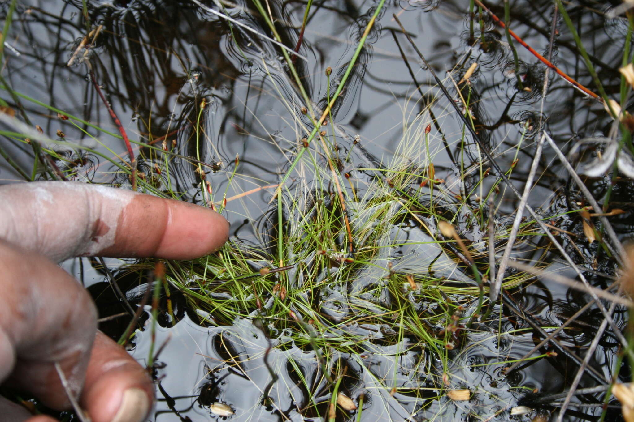 Image of Isolepis inconspicua (Levyns) J. Raynal