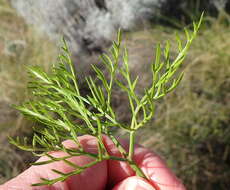 Image of Notobubon tenuifolium (Thunb.) Magee