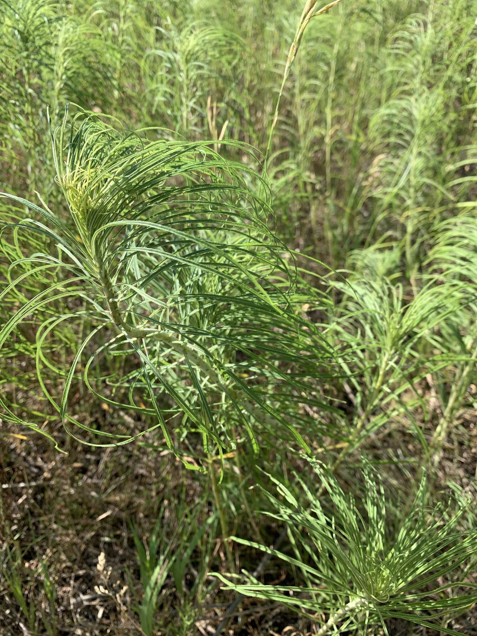 Plancia ëd Helianthus salicifolius A. Dietr.