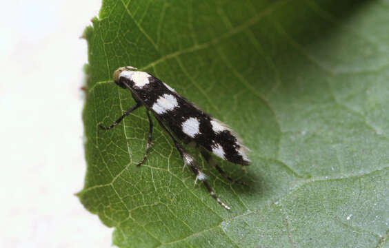 Plancia ëd Pseudotelphusa tessella Linnaeus 1758