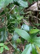 Plancia ëd Valeriana scandens Loefl.