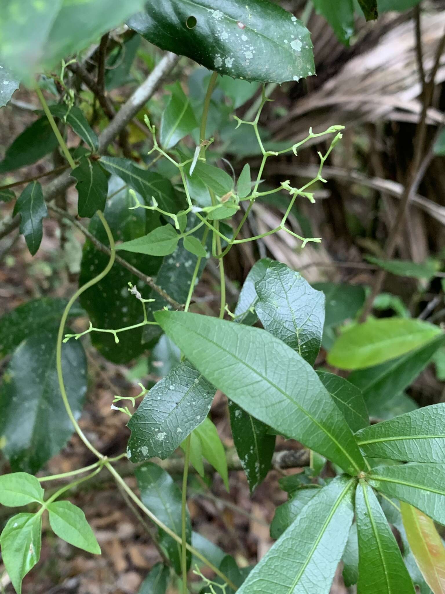 Plancia ëd Valeriana scandens Loefl.