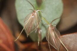 Image of Stigmatodactylus macroglossus (Schltr.) M. A. Clem. & D. L. Jones