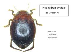 Plancia ëd Hyphydrus ovatus (Linnaeus 1761)